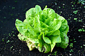 Close-up of lettuce (Lactuca sativa) in a garden in summer, Bavaria, Germany