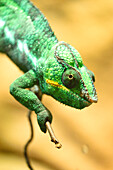 Nahaufnahme eines Pantherchamäleons (Furcifer pardalis) in einem Terrarium, Bayern, Deutschland