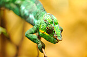 Nahaufnahme eines Pantherchamäleons (Furcifer pardalis) in einem Terrarium, Bayern, Deutschland