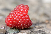Close-up of red raspberry (Rubus idaeus) fruits in a garden in summer, Bavaria, Germany