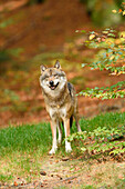 Portrait of Eurasian Wolf (Canis lupus lupus) in Autumn, Bavarian Forest National Park, Bavaria, Germany