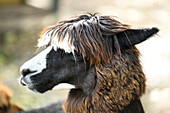 Portrait of Alpaca (Vicugna pacos) in Autumn, Bavaria, Germany