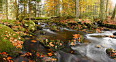 Landscape of a stream (Kleine Ohe) flowing through the forest in autumn, Bavarian Forest National Park, Bavaria, Germany