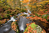 Landschaft eines Flusses (Keine Ohe) im Herbst, Nationalpark Bayerischer Wald, Bayern, Deutschland