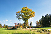 Nördliche Roteiche (Quercus rubra) neben einer Straße im Herbst, Nationalpark Bayerischer Wald, Bayern, Deutschland