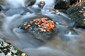 Nahaufnahme von Felsen und Herbstlaub mit fließendem Wasser eines Flusses im Herbst, Nationalpark Bayerischer Wald, Bayern, Deutschland