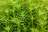 Close-up of common haircap moss (Polytrichum commune) on the forest floor in autumn, Upper Palatinate, Bavaria, Germany