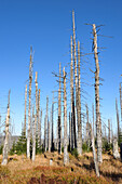 Waldszene mit abgestorbenen Fichten (Picea abies), die vom Borkenkäfer (Scolytidae) getötet wurden, im Nationalpark Bayerischer Wald, Bayern, Deutschland
