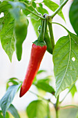 Close-up of Peppers (Capsicum) Growing in Greenhouse in Garden in Autumn, Styria, Austria