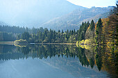 Landschaft mit Fichten (Picea abies) am Langbathsee im Herbst, Österreich