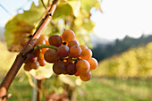 Nahaufnahme einer Weintraube im Weinberg an einem sonnigen Tag im Herbst, Steiermark, Österreich