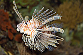 Close-up of a red lionfish (Pterois volitans) in an aquarium, Germany