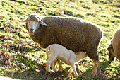 Close-up of a house-sheep (Ovis orientalis aries) mother with her lamb on a meadow in spring, Bavaria, Germany