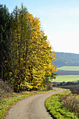 Schotterstraße zwischen Wald und Feld im Herbst, Oberpfalz, Bayern, Deutschland