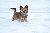 Portrait von Chihuahua im Schnee im Winter, Deutschland