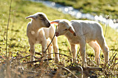 Portrait of Two Lambs (Ovis orientalis aries) on Meadow in Spring, Upper Palatinate, Bavaria, Germany