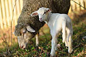 Ewe (Ovis orientalis aries) with Lamb on Meadow in Spring, Upper Palatinate, Bavaria, Germany