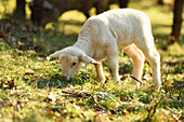 Portrait eines Lammes (Ovis orientalis aries) auf einer Wiese im Frühling, Oberpfalz, Bayern, Deutschland