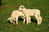 Portrait of Lambs (Ovis orientalis aries) on Meadow in Spring, Upper Palatinate, Bavaria, Germany