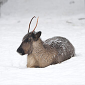 Portrait of Reindeer (Rangifer tarandus) in Winter, Germany