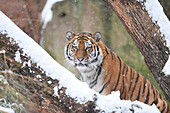 Porträt des Sibirischen Tigers (Panthera tigris altaica) im Winter, Deutschland