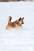 Portrait of Chihuahua in Snow in Winter, Germany