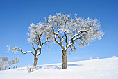 Landscape of Frozen Fruit Trees on Sunny Day in Winter, Upper Palatinate, Bavaria, Germany