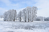 Landschaft mit erfrorenen Erlen (Alnus glutinosa) im Winter, Oberpfalz, Bayern, Deutschland