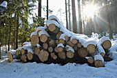 Geschnittene Bäume im Fichtenwald (Picea abies) an einem sonnigen Tag im Winter, Oberpfalz, Bayern, Deutschland