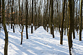 Landscape of Snowy Young Broadleaf Forest in Winter, Upper Palatinate, Bavaria, Germany