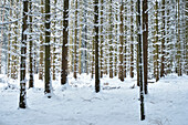 Landschaft mit verschneitem Fichtenwald (Picea abies) im Winter, Oberpfalz, Bayern, Deutschland