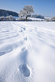 Landschaft mit Fußabdrücken im Schnee an einem sonnigen Tag im Winter, Oberpfalz, Bayern, Deutschland
