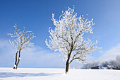 Landschaft mit gefrorenen Obstbäumen an einem sonnigen Tag im Winter, Oberpfalz, Bayern, Deutschland