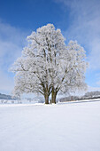 Landscape with Frozen Silver Lime (Tilia tomentosa) on Sunny Day in Winter, Upper Palatinate, Bavaria, Germany