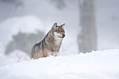 Nahaufnahme eines Europäischen Grauwolfs (canis lupus) im Winter, Bayerischer Wald, Bayern, Deutschland
