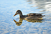 Close-up of a mallard duck (Anas platyrhynchos) swimming in Lake Grundlsee in winter, Styria, Austria