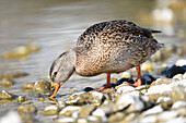 Close-up of a mallard duck (Anas platyrhynchos) looking for food on the shore of Lake Grundlsee in winter, Styria, Austria