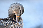 Close-up portrait of a mallard duck (Anas platyrhynchos) preening, Lake Grundlsee in winter, Styria, Austria