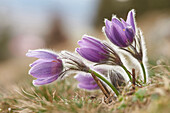 Nahaufnahme einer im Frühjahr blühenden Gemeinen Küchenschelle (Pulsatilla vulgaris), Bayern, Deutschland