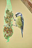 Close-up of Eurasian Blue Tit (Cyanistes caeruleus) in Early Spring, Styria, Austria