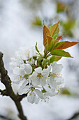 Close-up of Sour Cherry (Prunus cerasus) Blossoms in Spring, Upper Palatinate, Bavaria, Germany