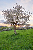 Landschaft mit Sauerkirschbaum (Prunus cerasus) bei Sonnenuntergang im Frühling, Oberpfalz, Bayern, Deutschland