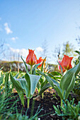 Nahaufnahme einer Blüte der Gartentulpe (Tulipa) im Frühling, Bayern, Deutschland
