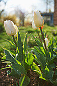Nahaufnahme einer Blüte der Gartentulpe (Tulipa) im Frühling, Bayern, Deutschland
