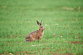 Close-up of European Brown Hare (Lepus europaeus) in Field in Spring, Upper Palatinate, Bavaria, Germany