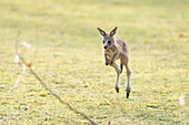 Eastern grey kangaroo (Macropus giganteus) joey on a meadow in spring, Bavaria, Germany