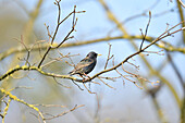 Common starling (Sturnus vulgaris) sitting on a branch in spring, Bavaria, Germany