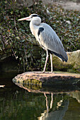 Grey heron (Ardea cinerea) stadning on a rock at the shore of a lake in spring, Bavaria, Germany