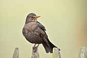 Nahaufnahme eines Amselweibchens (Turdus merula) auf einem Zaun sitzend im Frühling, Bayern, Deutschland