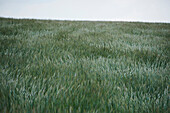 Landschaft eines Roggenfeldes (Secale cerealein) bei starkem Wind im Frühsommer, Oberpfalz, Bayern, Deutschland